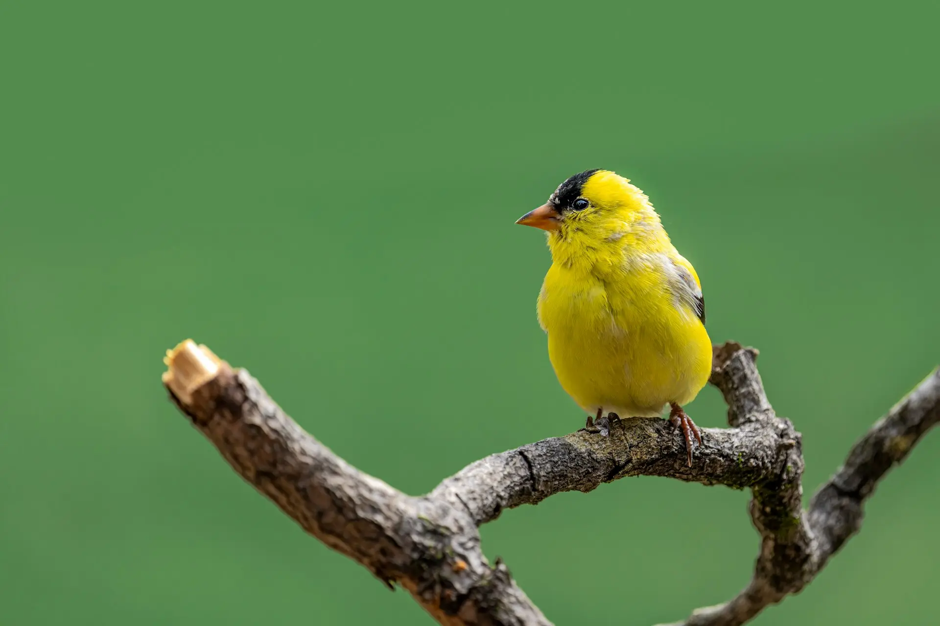 Canary